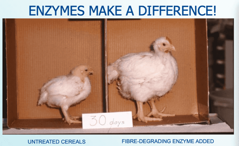 Enzymes-efficient and eco-friendly solution - 1