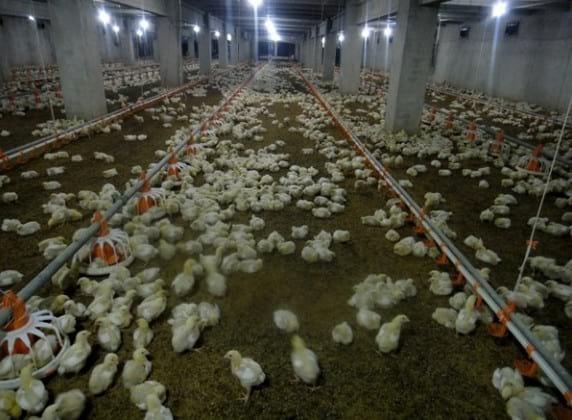1. Broiler chicks, 11-day-old, with heavy mortality
