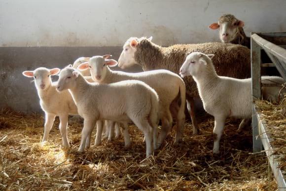 Turkish Kivircik Sheep