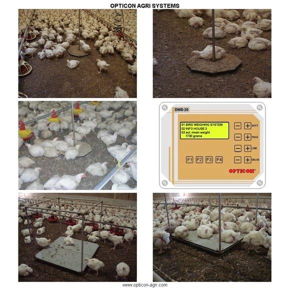 Overview of bird weighing systems