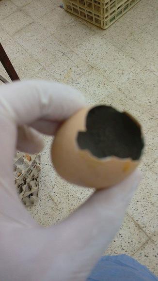 Asperigellus in egg