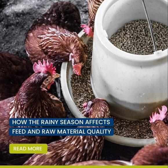 How the rainy season affects feed and raw material quality