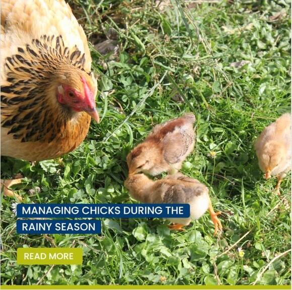 Managing chicks during the rainy season