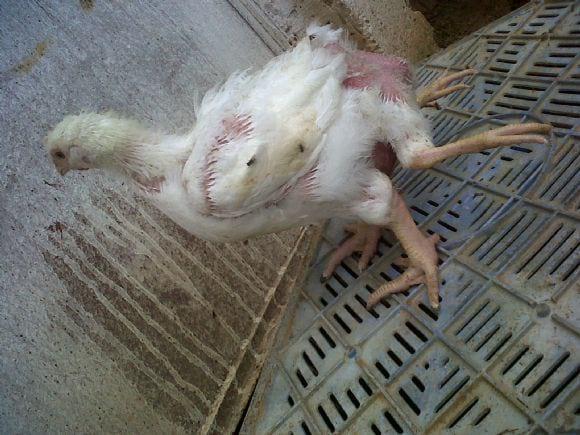 Pygomelia  Monster (extra limb attached to the pelvis) with Duplex Anus in 5 weeks old broiler