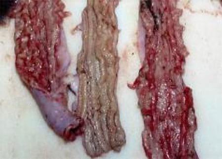 Porcine Intestinal Adenomatosus (Pig Ileitis) - Image 1