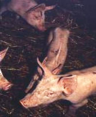 Porcine Intestinal Adenomatosus (Pig Ileitis) - Image 5