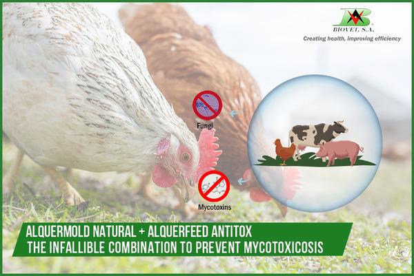 Alquermold Natural and Alquerfeed Antitox: technlogical innovation to prevent mycotoxicosis - Image 1