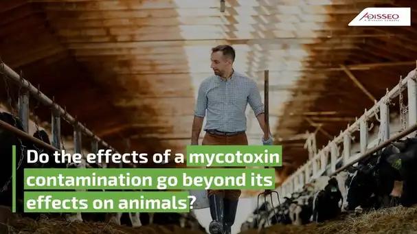 Do the effects of a mycotoxin contamination go beyond its effects on animals?