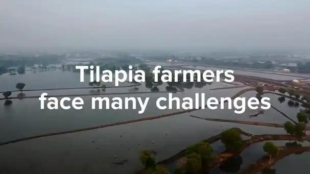 Tilapia production: maximise productivity and sustainability with Program Aquasaf Tilapia