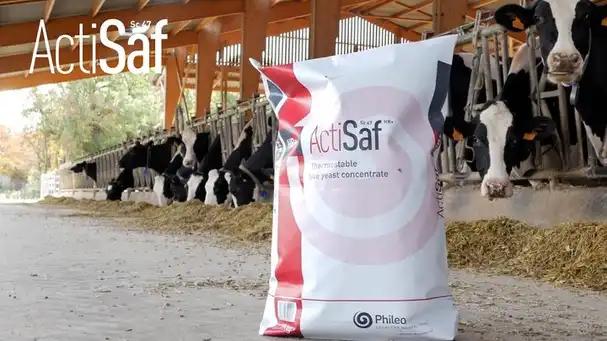 Optimise dairy management with Actisaf® Sc 47