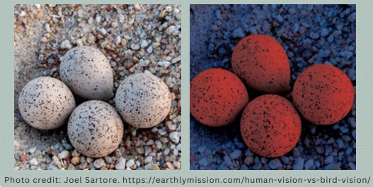 Poultry Change Color Light Color for Poultry | Engormix