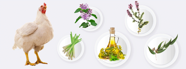 Phytogenic growth promoter, a promising alternative to antibiotics in poultry