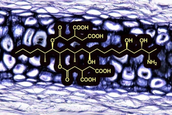 Contamination By Mycotoxins And Leg Weakness In Poultry Engormix