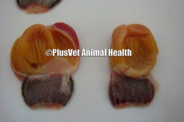 7 Main Causes Of Erosions In Gizzard And Proventriculus Engormix