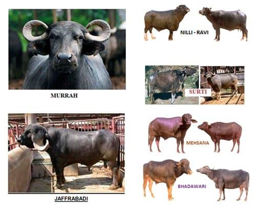 Buffalo breeds in india - Engormix