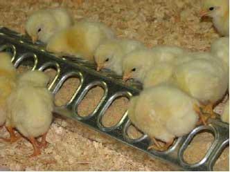 Basics for Raising Backyard Chickens - Image 5