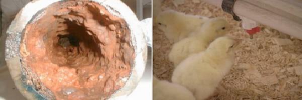 Poultry Drinking Water Sanitation: Importance and Options - Image 5