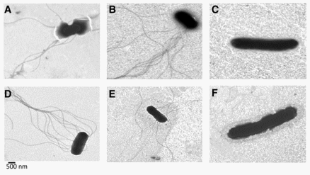 Reduction of Salmonella Enteritidis in the Spleens of Hens by Bacterins That Vary in Fimbrial Protein SefD - Image 4