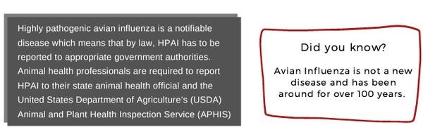 Avian Influenza - Image 3