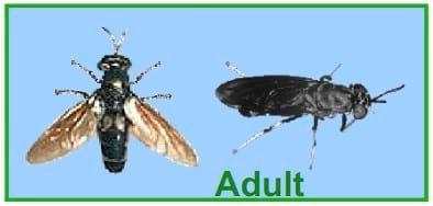 Mass Production of Black Soldier Fly Prepupae for Aquaculture Diets - Image 3
