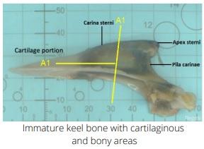 Keel Bone Fractures in Laying Hens - Image 7