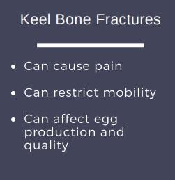 Keel Bone Fractures in Laying Hens - Image 2