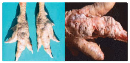 Adverse links between wet poultry litter, footpad dermatitis and common disease occurrences