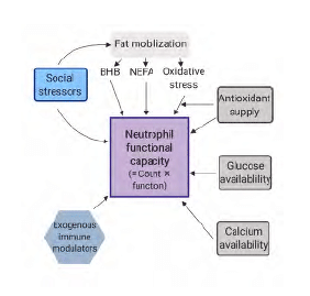 Factors that influence the functional response capacity of neutrophils in dairy cows. The scheme is simplified because there are likely interactions among these known factors, and others including genetics. Nutritional formulation and feeding management determine the potential supply of immune system inputs, with additional variability imposed by social group and competitive pressures, as well as heat stress, and the comfort of the lying space. 