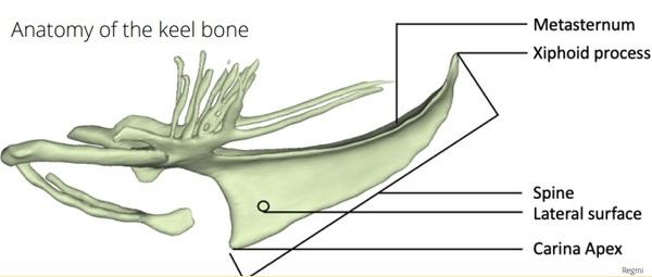 Keel Bone Fractures in Laying Hens - Image 4