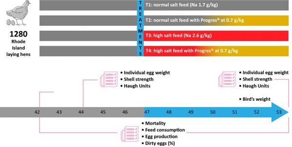 Progres® for laying hens: less dirty eggs and better eggshell quality - Image 2