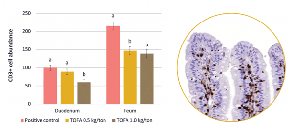 Figure 3. Effect of Progres® (TOFA) at 0.5 kg/ton or 1.0 kg/ton on the abundance of CD3+ cells in duodenal and jejunal villi, in comparison to the Lincomycin-treatment (Positive control). Different letter (a, b), denotes for statistical difference between the treatments (p < 0.05). The result indicates less inflammatory activity in the gut wall of Progres®-fed than Lincomycin-treated broiler chickens.