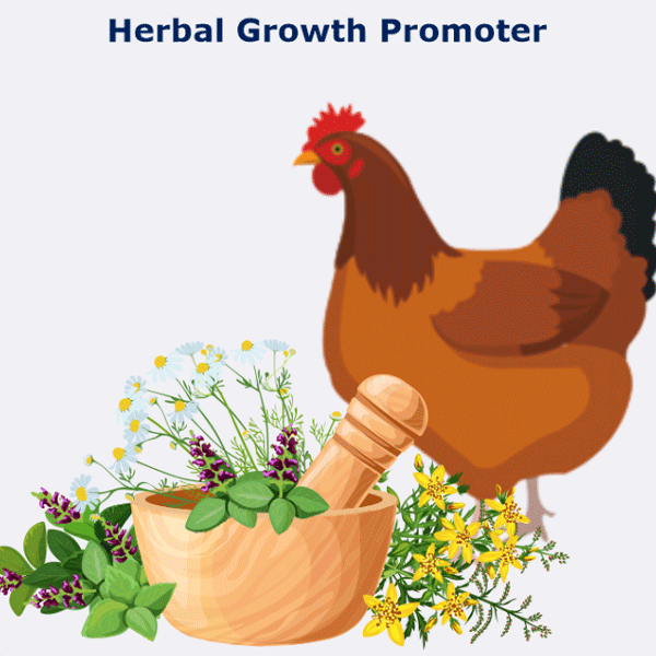 Phytoactives, sustainable alternatives as non-antibiotic growth promoters for poultry