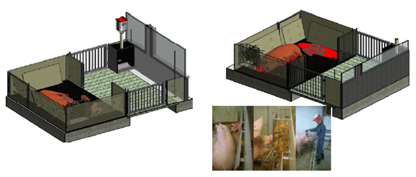 Details of the commercial version of the SowComfort farrowing pen with floor heating areas, rubber mattress on the solid floor, sloped walls in the nest area, hay/straw rack for roughage feeding and nest building material in the nest area. The open design facilitates a good overview for the sow, good contact with neighboring sows and the farmer as the farmer always should enter the pen from the slatted floor area. Drawings were made by Elsbeth Morland in Fjøssystemer A/S.