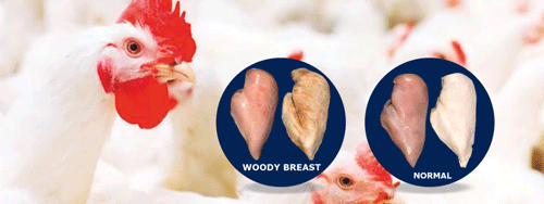 Woody breast myopathy and white striping – undesirable textural changes in chicken in the modern poultry industry