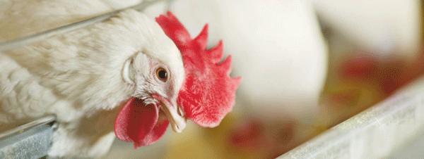 Alternative protein strategy for poultry feed, an economic approach towards feed formulation