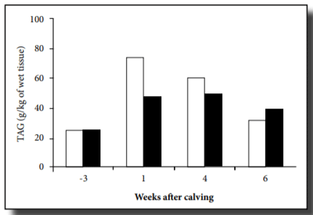 Figure 2. Liver triglyceride (TAG) in cows fed diets with (black bars) or without (white bars) ReaShure rumen-protected choline.