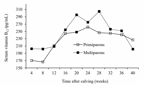 Figure 1. Serum concentration of vitamin B12 during lactation of primiparous and multiparous cows (adapted from Girard and Matte, 1999).