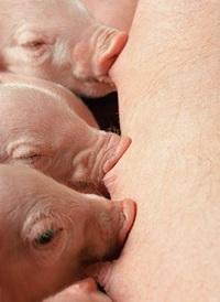 Sows: Plasma enhances health status in all phases of production - Image 1