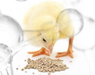 Use of exogenous enzymes in poultry feed - Image 1