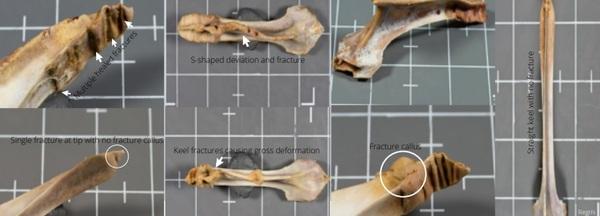 Keel Bone Fractures in Laying Hens - Image 3