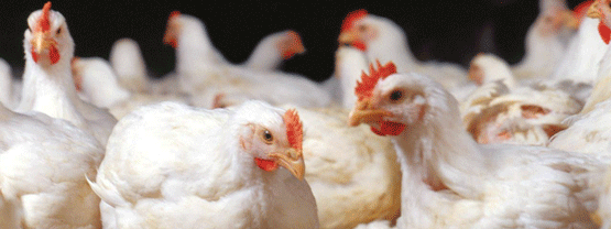 Adverse links between wet poultry litter, footpad dermatitis and common disease occurrences