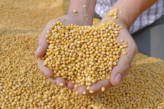 IS EXPRESS® SOYBEAN MEAL PROFITABLE IN LAYER DIETS?
