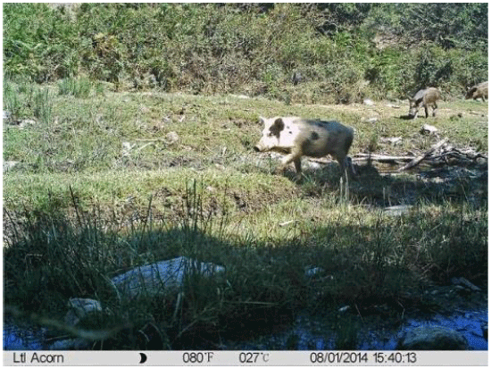 Example of a camera trapping image showing direct interaction between a free-ranging pig and wild boar. (Cadenas-Fernández et al., 2019)