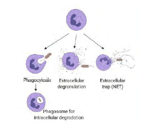 Schematic summary of the mechanisms by which neutrophils kill pathogens, such as bacteria as illustrated here. Neutrophil granules contain pro-inflammatory proteins including myeloperoxidase, lactoferrin, gelatinase, and matrix metalloproteinase 9. Following phagocytosis, encapsulated pathogens are killed intracellularly by reactive oxygen species or proteins from granules that fuse with the phagosome. Neutrophil extracellular traps consist of extruded DNA and cargo from extracellular granules.