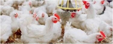 Use of exogenous enzymes in poultry feed - Image 3