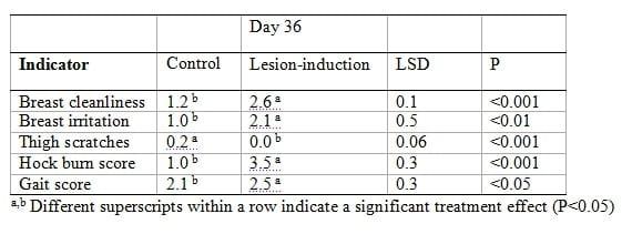 Wet litter not only induces footpad dermatitis but also reduces overall welfare, technical performance and carcass yields in broiler chickens - Image 3