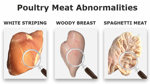 Woody breast myopathy and white striping – undesirable textural changes in chicken in the modern poultry industry - Image 1