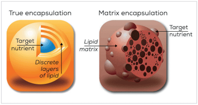 Figure 1. Illustration showing the differences between a matrix encapsulation and a true encapsulation.