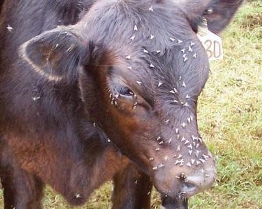 Causes, costs and effects of flies in beef cattle - Image 2