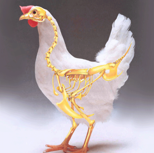 Vitamin D3, Alpha Vitamin for Poultry in its Most Active Form - Image 1